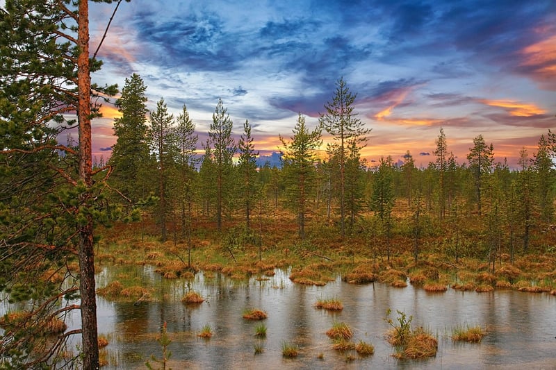 Wetlands